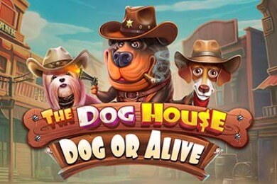 Thedoghousedogoralive Tiger Casino играть